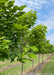 Row of Heartland Catalpa in the nursery with heart-shaped green leaves.