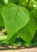 Closeup of green heart-shaped leaf.