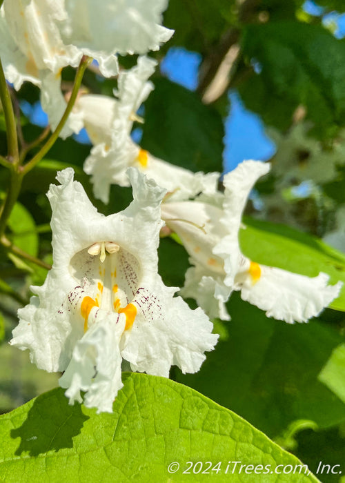 Closeup of large orchid-like flower with white petals, with splashes of yellow and purple in the center.