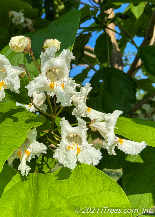 Closeup of large orchid-like flower with white petals, with splashes of yellow and purple in the center.