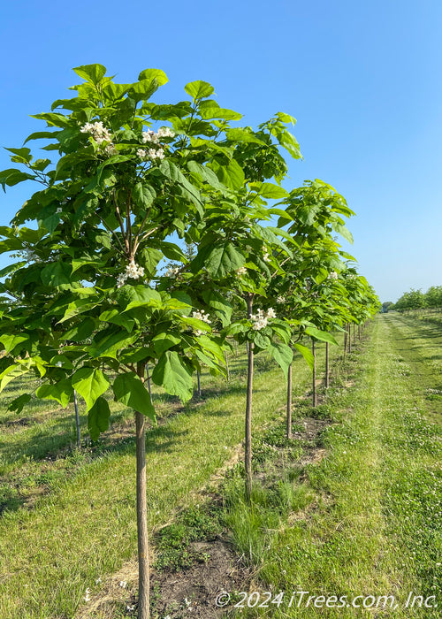 Row of Heartland Catalpa with flowers and large heart-shaped green leaves.