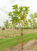 Purple Catalpa at the nursery with a large ruler standing next to it to show its canopy height measured at about 5 ft.