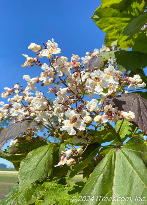 Closeup of a large panicle of white flowers with yellow and purple speckled centers, with large green and dark purple leaves.