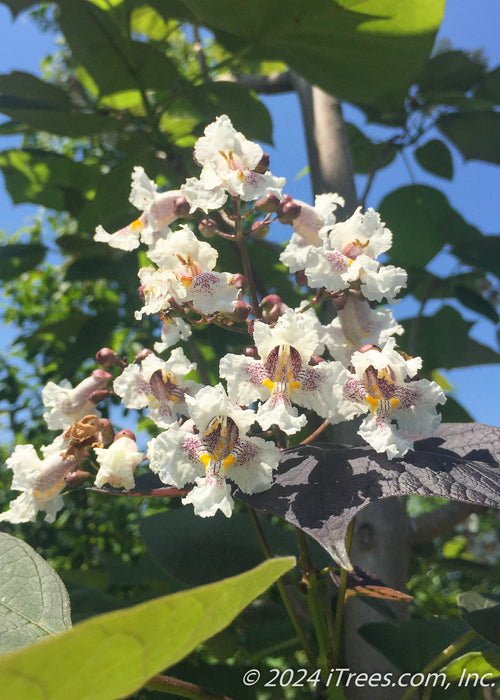 Closeup of a large panicle of white flowers with yellow and purple speckled centers, with large green and dark purple leaves.