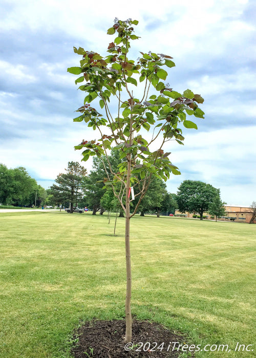 A newly planted Purple Catalpa with green and purple leaves. 