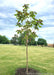 A newly planted Purple Catalpa with green and purple leaves. 