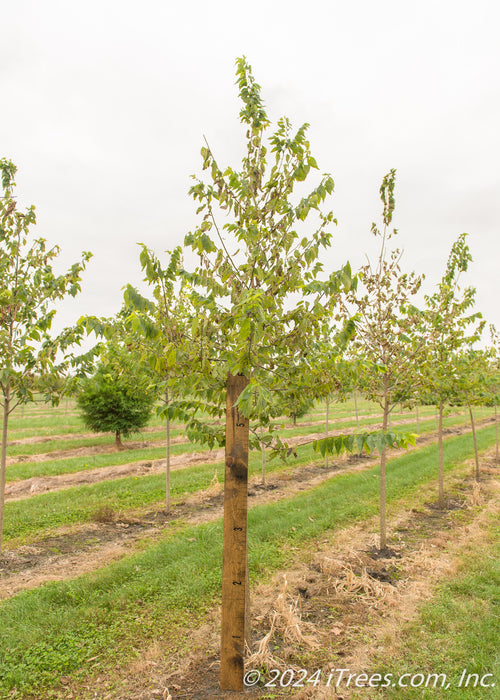 A Native Hackberry in a nursery row with a large ruler standing next to it to show its canopy height measured at about 5 ft.