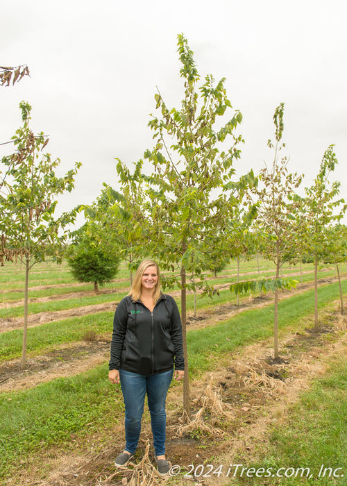 Native Hackberry in the nursery with a person standing nearby to show its height. The person's shoulder is just below the lowest branch.