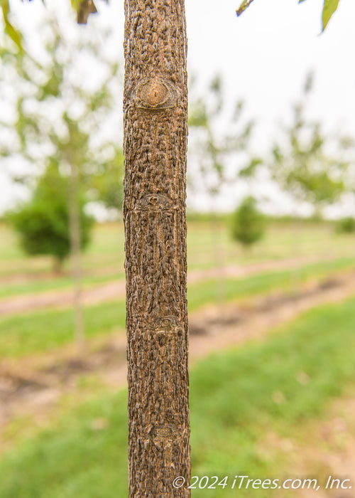 Closeup of young furrowed brown tree trunk.