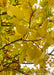 Closeup of the underside of yellow leaves and brown branches and stems.