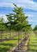 A closeup of a row of Native Hackberry with green leaves growing in the nursery. Strips of green grass are between rows of trees with blue cloudy skies in the background.