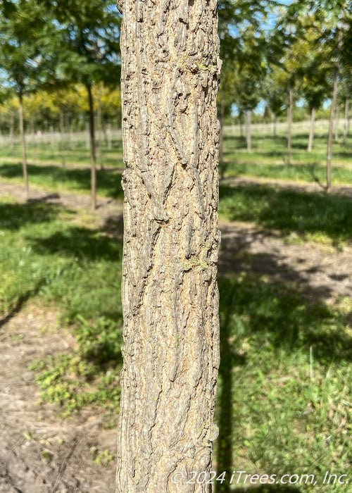 Closeup of deeply furrowed trunk.