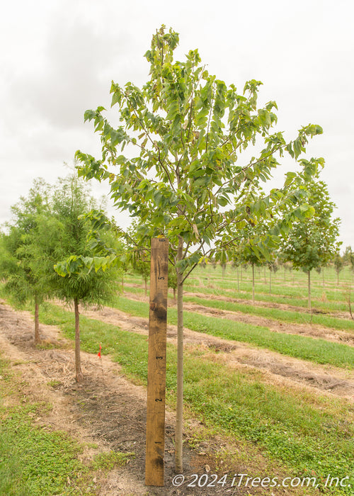 Chicagoland Hackberry in the nursery with a large ruler standing next to it to show its height.