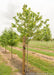 Chicagoland Hackberry in the nursery with a large ruler standing next to it to show its height.