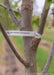 Closeup of Chicagoland Hackberry lower trunk and branching with tree label.