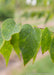 Closeup of leathery-like green leaf.