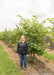 Clump form redbud with a person standing next to it for height comparison.