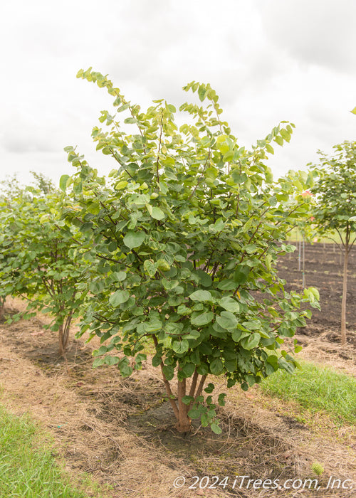 A nursery row of clump form redbud with green leaves.