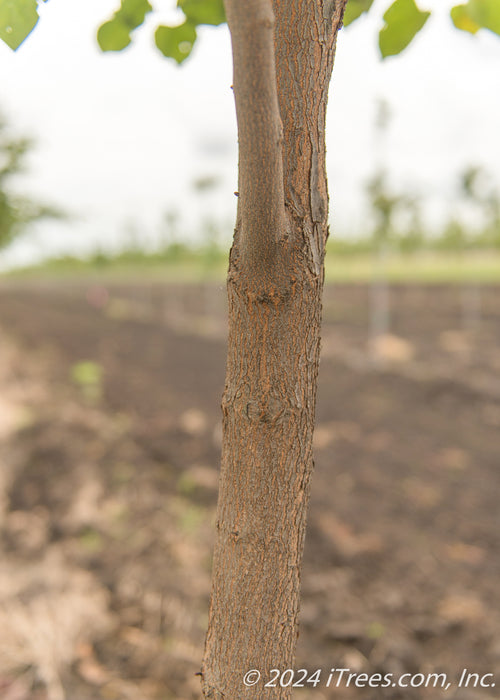 Closeup of a single trunk caliper measured redbud.