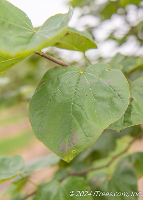 Closeup of a branch of green heart-shaped leaves.