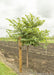 A single trunk redbud with a large ruler standing next to it to show its canopy height measured at about  4.5 ft.