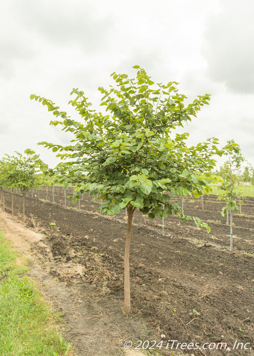 Eastern Redbud