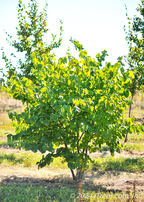 Clump form redbud with green leaves in the nursery at sunset, with sun filtering through leaves.