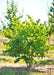 Clump form redbud with green leaves in the nursery at sunset, with sun filtering through leaves.