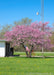 Clump form redbud planted near a driveway in full bloom. 