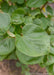 Closeup of heart-shaped leaf.