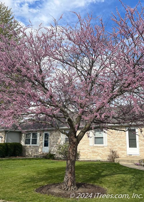 A mature single trunk redbud in bloom.