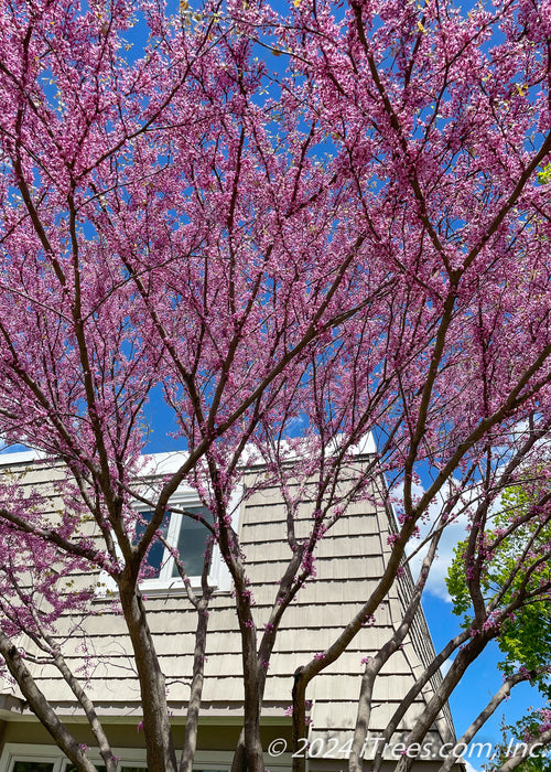 Closeup of a clump form tree's canopy from underneath the tree, in bloom