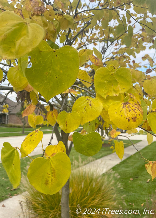 Closeup of greenish-yellow heart-shaped leaves in fall.