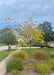 A young single trunk redbud planted in a front landscape bed near a walkway, seen with yellow fall color.