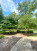 A single trunk and clump form redbud are planted in a front landscape bed near a walkway, seen with full canopies of green leaves.