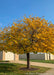 A single trunk redbud with a full canopy of yellow leaves.