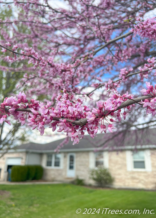 Closeup of a branch of pink flower buds opening.