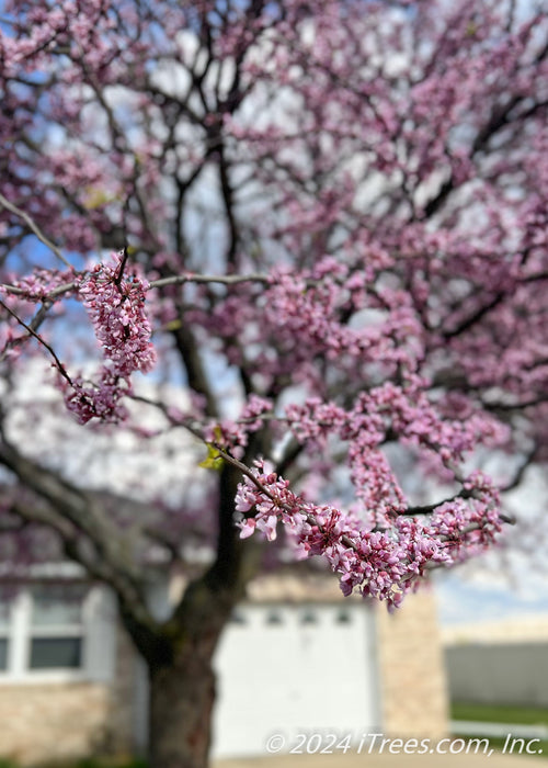 Closeup of tree branches coated in pink buds just beginning to open.