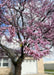 Closeup of tree branches coated in pink buds just beginning to open.