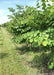 A row of clump form redbud with full canopies of green leaves.