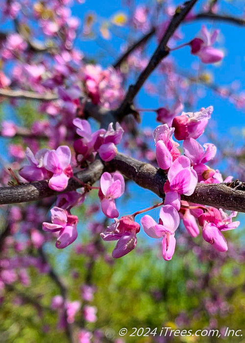 Closeup of a branch with flowers in full bloom. 