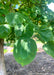 Closeup of heart-shaped green leaves.