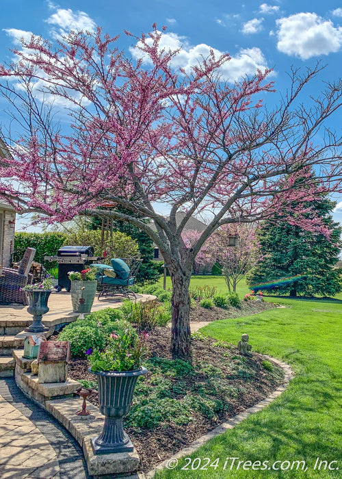 A single trunk redbud in bloom, planted near a back patio.