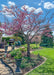 A single trunk redbud in bloom, planted near a back patio.