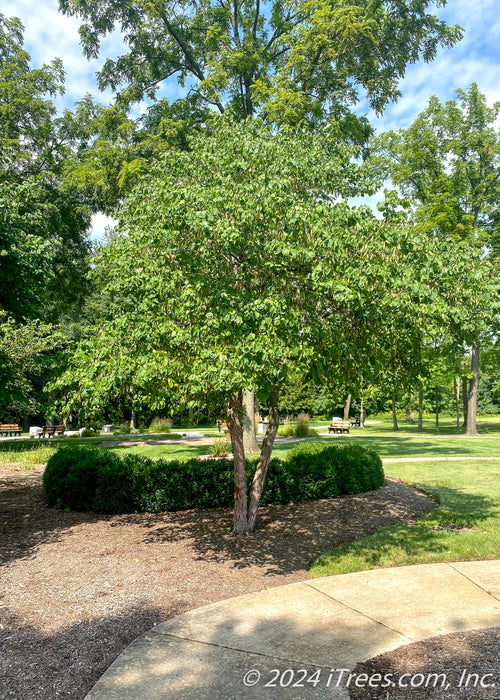 Clump form redbud planted in a front landscape bed near a walkway.