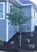 A newly planted single trunk redbud planted in a backyard landscape bed near the house.