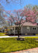 A mature low branched redbud in bloom, planted in a front yard near a driveway.