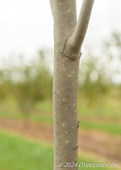 Closeup of smooth greyish-brown trunk.