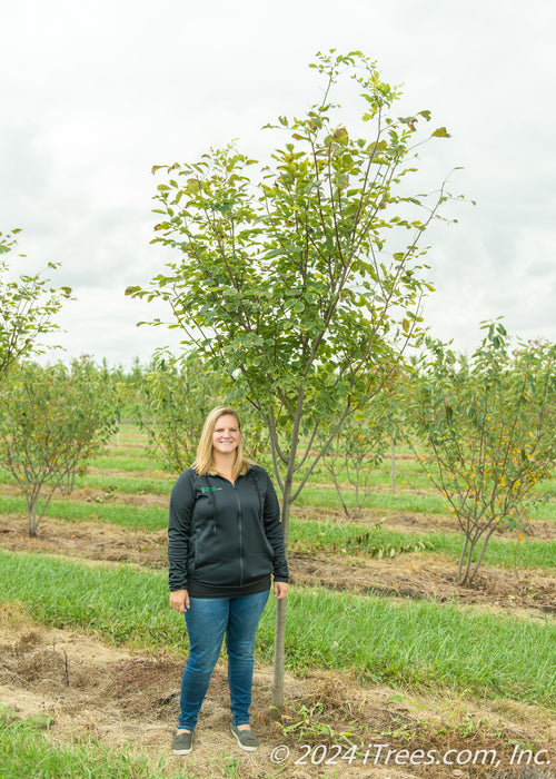 A person stands next to Perkins Pink Yellowwood in the nursery for a height comparison. Their elbow is at the lowest branch.