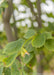 Closeup of dark green leaves.